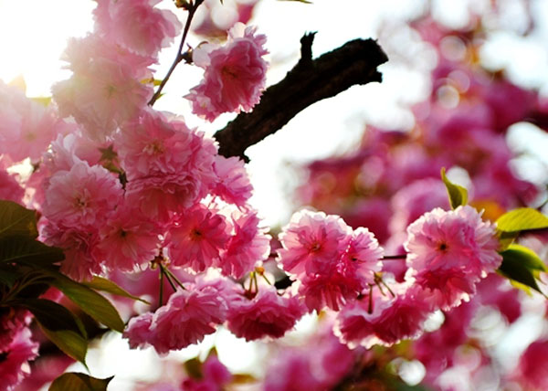 2015鹤壁樱花节2015鹤壁樱花节时间地点活动2015鹤壁首届樱花文化节