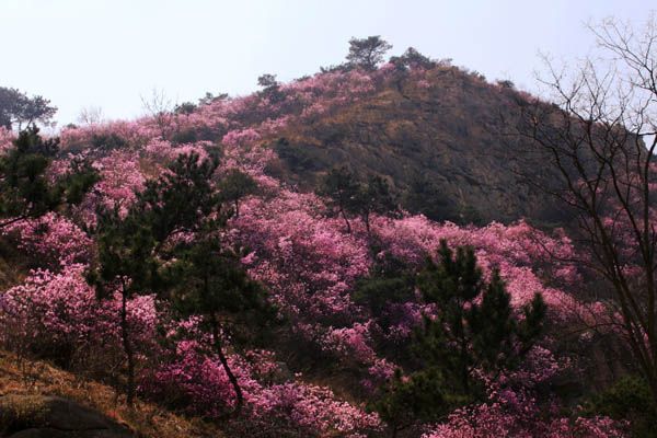 门票多少钱?下面飞扬旅游为你介绍2016大珠山杜鹃花节相关详情.