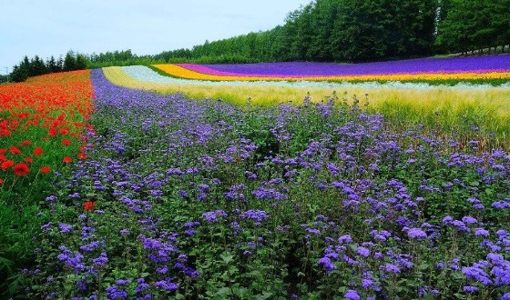 日本北海道绝景梦幻半自由行6日游