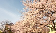 3月【浪漫樱花一】武汉、东湖磨山樱园、黄鹤楼、黎黄陂路双动车3日