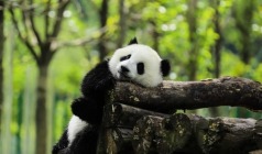 【安逸游成都】成都、乐山双飞5日半自由行