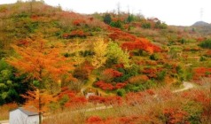 【盛大开坛】栖霞坑古道+弥勒圣坛三里老街1日