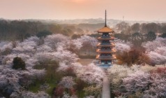 3月【浪漫樱花二】武汉、东湖磨山樱园、黄鹤楼、黎黄陂路绿林寨、美人谷双动车4日