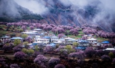 【穿越318·花开川藏】成都、四姑娘山、金川梨花、甲居藏寨、墨石公园、然乌湖、米堆冰川、林芝桃花、雅鲁藏布大峡谷、拉萨11日游