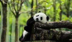 16人精品【耍在山城】重庆一地上山穿楼老火锅、深度纯玩双飞5日游