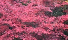 【秋光盘锦】本溪关门山风景区、桓仁五女山山城、枫林谷森林公园、丹东断桥、朝鲜民俗馆、国门、盘锦红海滩国家风景廊道、沈阳故宫、张学良旧居、工业博物馆双飞6日游