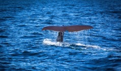 【鲸星策划】新西兰南北岛12天