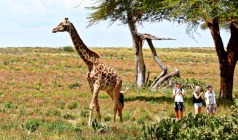 【动物大迁徙】肯尼亚10日狂野探险之旅