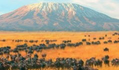 【动物大迁徙】肯尼亚、坦桑尼亚15天（ET）