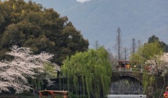 【船游钱塘江】杭州赏梅二日游