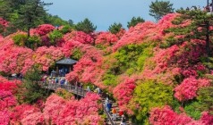 【秘境鄂东南】武汉黄鹤楼、东湖听涛、龟峰山、红安、洪湖、沔阳小镇、岳阳楼、洞庭湖、赤壁之战5晚6天