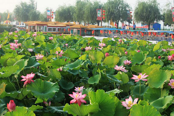 2015淮阳荷花节2015河南淮阳荷花节时间地点门票交通全攻略