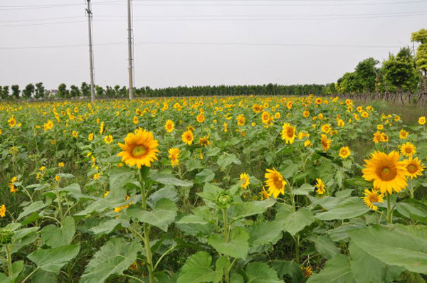 【上海东方葵园葵花节】2016上海东方葵园葵花节时间/地点/门票/看点