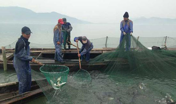 东钱湖冬季湖鲜正式开捕花鲢朋鱼走上市民餐桌